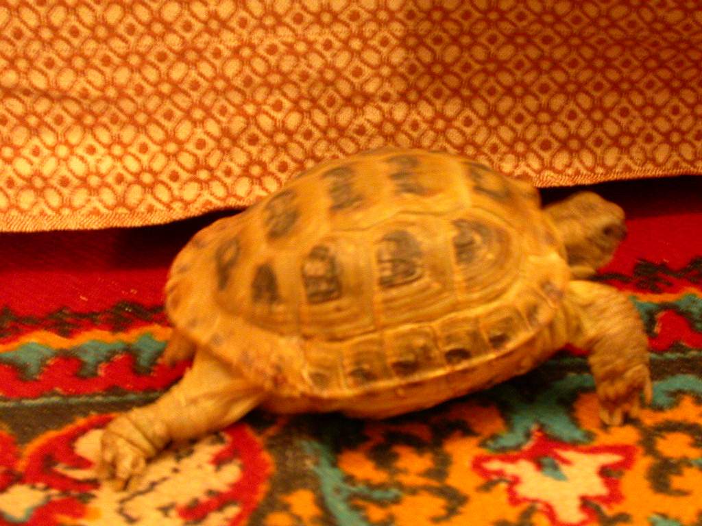 Чарльз Первый Ририбанский - черепах (черепаха) из Черноголовки и Днепропетровска.